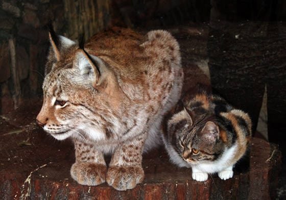 Stray Cat Breaks Into Zoo, Becomes Best Friends With A Lynx 1