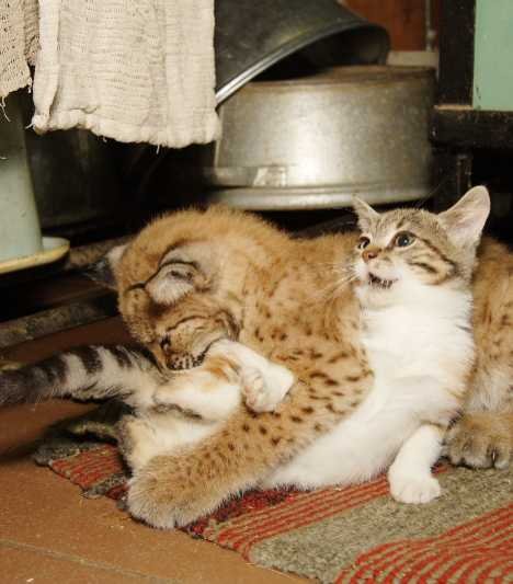 Stray Cat Breaks Into Zoo, Becomes Best Friends With A Lynx 2