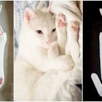 Crocheted Cat Cocoons For Your Newborn Human Are A Thing Now