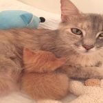 Grieving Mama Cat Gets The Best Mother’s Day Gift