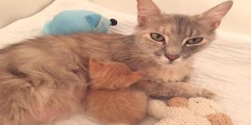 Grieving Mama Cat Gets The Best Mother’s Day Gift