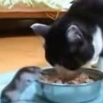 Tortie Cat Has a Very Unlikely Friend