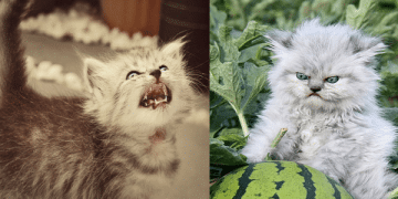 15 Grumpy Cats That Will Leave You Laughing