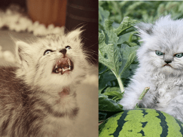 15 Grumpy Cats That Will Leave You Laughing