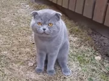 Cute Cat Arguing With Her Human. Incredible Video