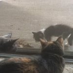 Stray Kitten Shows Up At Door And Literally Demands To Be Adopted