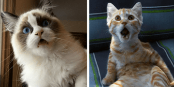 10 Cats Who Just Realized What Vets Did to Them!