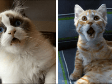 10 Cats Who Just Realized What Vets Did to Them!