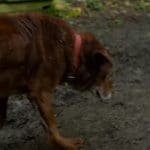 Stray Cat And How He Helps His Blind Dog Buddy Is Unbelievably Touching