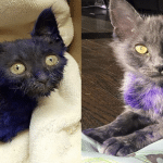 This Kitty’s Paws Were Painted Purple For The Saddest Reason