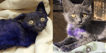 This Kitty’s Paws Were Painted Purple For The Saddest Reason