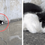 On Her Way To Rescue One Kitten, She Actually Finds Another Desperate For Help