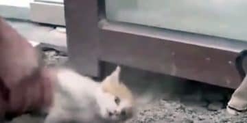 Kitten Cries For Help Through Glass Panel As Rescuers…