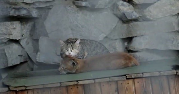 Cat Adopts Young Lynx Rejected by Her Mother
