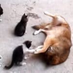 Mother Cat Introduces Her Two Kids To Her Best Friend, a Dog!