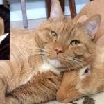 Ginger Cat and His Giant Rabbit Twin Brother share a Special Bond!