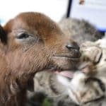 Rescued Tabby Helps Care and Nurse Baby Goat Back to Health