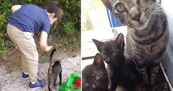 Stray Cat Brings Her Babies To The Campers Who Fed Them