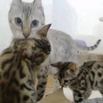 Rescue Bengal Mama Cat Is So Happy Her Last 2 Babies Survived
