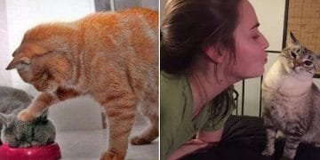 15 Cats Who Bring ‘Cattitude’ To A Whole New Level!