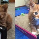 Fluffy Kitten Didn’t Grow Like The Rest Of The Litter, But Still Found Love In A New Home