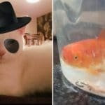 Cat Brings Home A New Pet and Surprisingly, It’s A Fish!