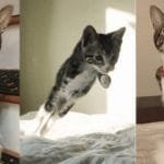 Meet Kanga – The Kitty With Bent Front Legs Who Hops Like a Kangaroo!