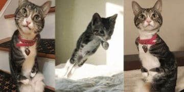 Meet Kanga – The Kitty With Bent Front Legs Who Hops Like a Kangaroo!