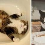 10+ Cats Who Are Struggling To Figure Out This World