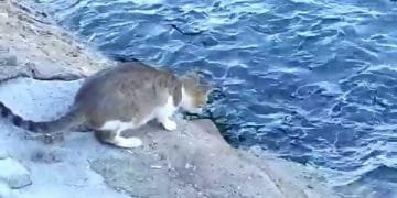 Cat Keeps A Close Eyes On The Water – Wait Until You See Why