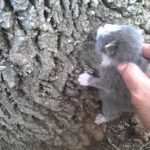 Barely a Day Old Kitten Began Climbing the Tree, Looking for its Mother and Food