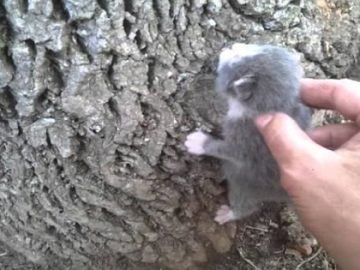 Barely a Day Old Kitten Began Climbing the Tree, Looking for its Mother and Food