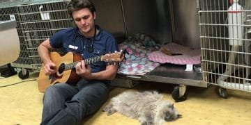 Cat Gets Surgery And To Soothe It, This Vet Does The Sweetest Thing …