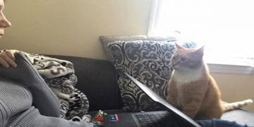 Cat Won’t Stop Staring At His Human Mom Who Gave Him a Forever Home