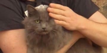 One-Eyed Cat Heroically Alerts Owner to Intruder in His Home