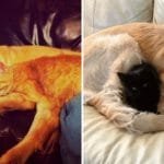 Dog Mourns Feline Friend, Thus His Owner Surprised Him With Another Kitten!