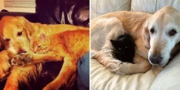 Dog Mourns Feline Friend, Thus His Owner Surprised Him With Another Kitten!