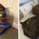 These Ungrateful Cats Have No Use For Expensive Things And They’re Not Afraid To Show It