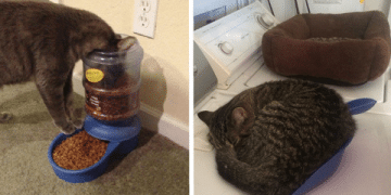These Ungrateful Cats Have No Use For Expensive Things And They’re Not Afraid To Show It