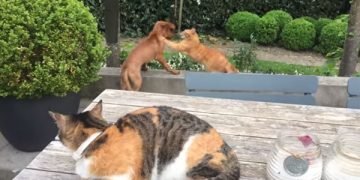 Puppy Gets Pounced On By a Visiting Cat, But His Best Kitty Friend Come to The Rescue