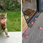 Amazing Cat Brings Pink Flowers To Neighbours From Her Garden Everyday