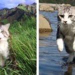 Meet Nyankichi – The Most Photogenic Cat in the World