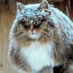 Russian Farmer Takes Incredible Pictures Of Her Majestic Siberian Cats (Gallery)