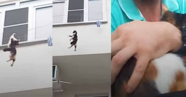 Watch Guy Save Falling Cat Using Only His Backpack
