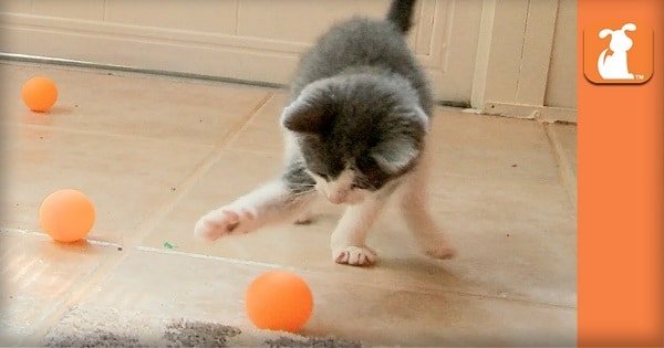 Rescue Kittens Love Ping Pong Balls !!!