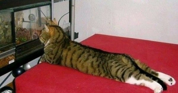 10 Hilariously Lazy Cats That Have Achieved Complete Nirvana!