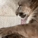 Big Puma Taking a Nap, But When he Wakes Up, He’s Got Cutest ‘meow’ Ever!