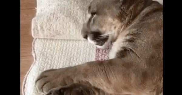 Big Puma Taking a Nap, But When he Wakes Up, He’s Got Cutest ‘meow’ Ever!