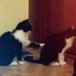 Cat Tries to Apologize to Another Kitty And It’s Super Hilarious!