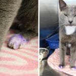 If You See A Cat With Purple Paws, Pick It Up And Take It To The Nearest Shelter ASAP
